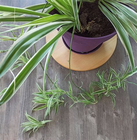 Chlorophytum comosum avec ses stolons et plantules