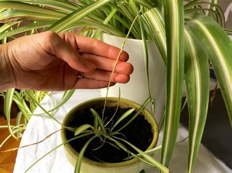 Marcottage d'une plantule de Chlorophytum dans un pot séparé