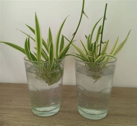 Plantules de Chlorophytum avec des racines développées dans l'eau