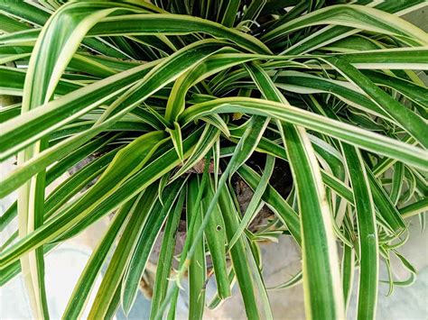 Différentes variétés de Chlorophytum comosum