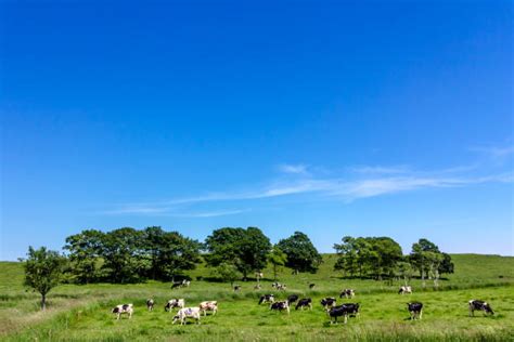 Ferme et vaches à Hokkaido, Japon