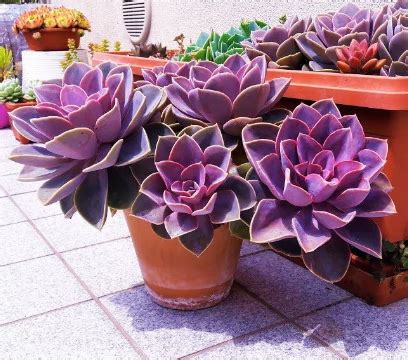 Echeveria 'Perle Von Nürnberg' en pleine floraison