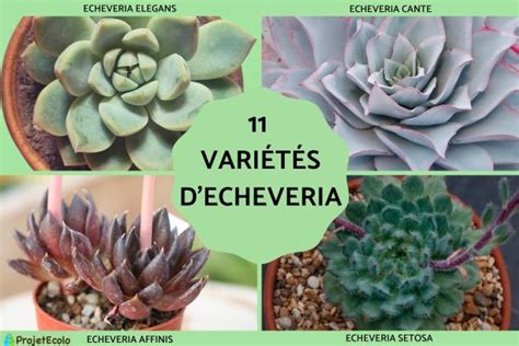 Différentes variétés d'Echeveria