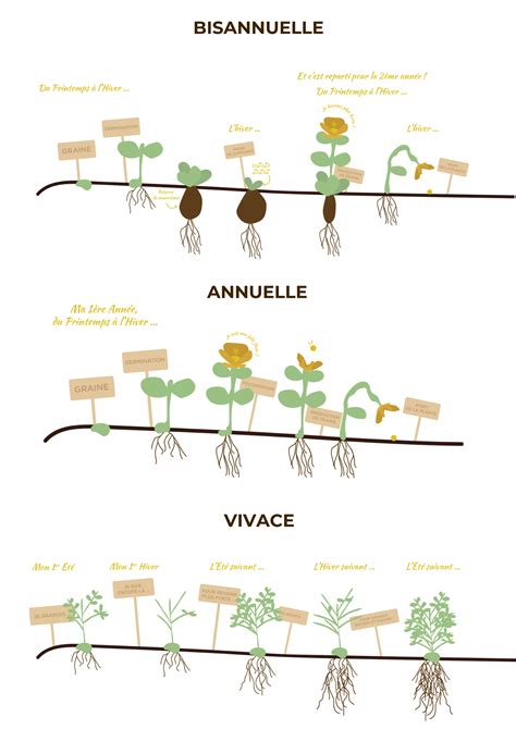 Schéma comparatif des cycles de vie (annuelle, bisannuelle, vivace)