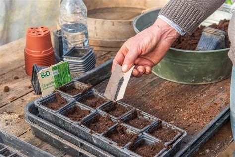 Plantation de semis en godets dans un jardin