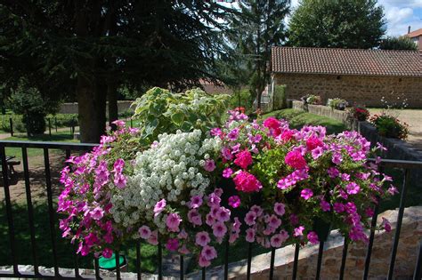 Composition florale avec des annuelles en pots sur un balcon