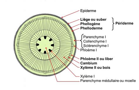 Schéma illustrant la coupe idéale d'une tige de géranium sous le nœud