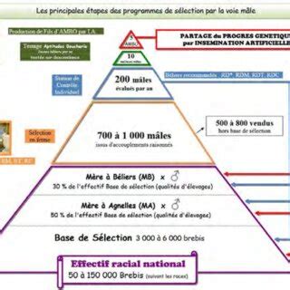 Schéma de sélection d'engrais selon le type de sol et les objectifs