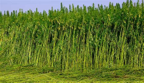 Illustration d'une plante de chanvre en pleine croissance dans un champ ensoleillé