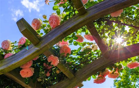 pergola avec rosiers grimpants