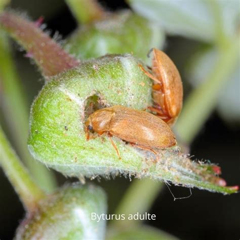 Larve de Byturus tomentosus dans une framboise