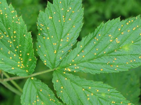 Pustules de rouille sur une feuille de framboisier