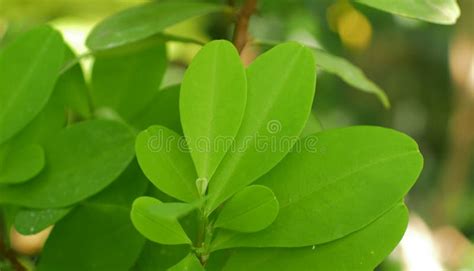 feuilles et fleurs du coca