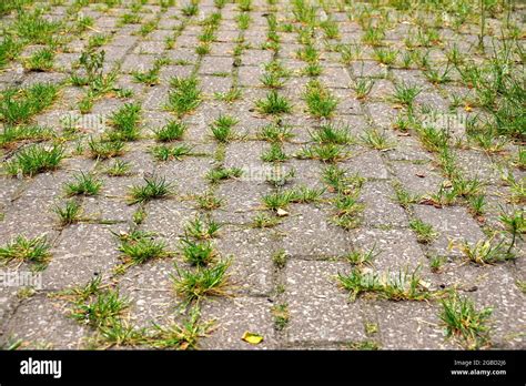 Paysage urbain avec des herbes sauvages poussant entre les pavés