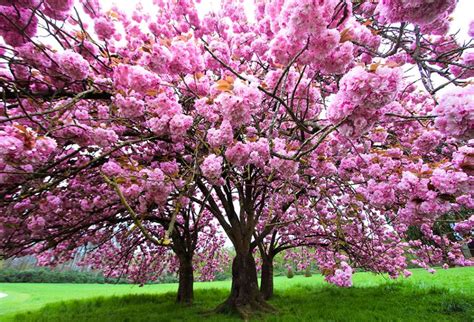 Illustration d'un verger de cerisiers en fleurs au printemps