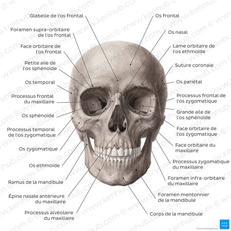 Vue détaillée de la tête en acier forgé et du repose-pied intégré sur un plantoir professionnel