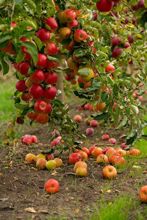 Verger familial en automne avec des pommes prêtes à être récoltées