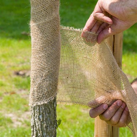 Utilisation de la toile de jute pour protéger un arbuste en hiver