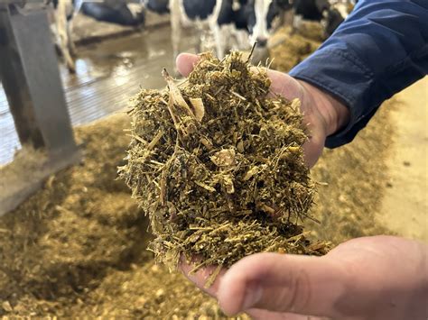 Schéma comparatif des différentes méthodes de conservation : ensilage, foin et enrubannage
