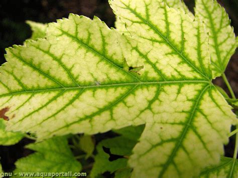 Comparaison entre une feuille saine et une feuille atteinte de chlorose ferrique