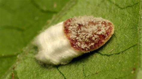 Détail des ovisacs de la cochenille pulvinaire sur une tige d'hortensia