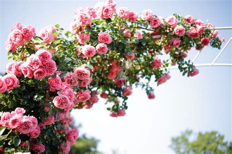 Rosier grimpant en pleine floraison sur une tonnelle