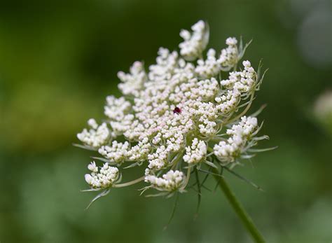 Fleurs d'Astéracées en ombelle
