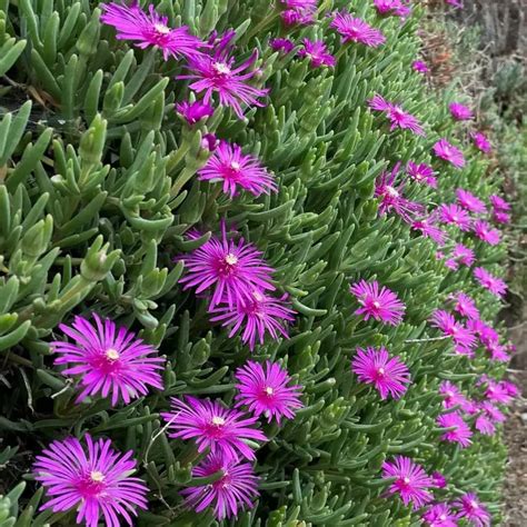 Fleurs de Delosperma cooperi