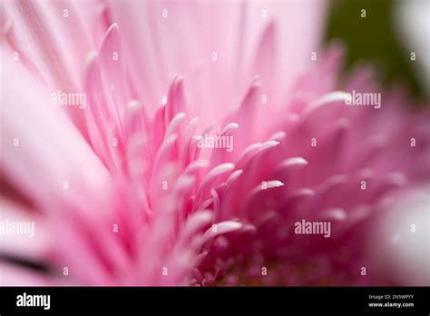 Photographie macro d'une fleur d'ume délicate montrant ses pétales roses