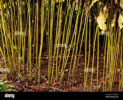 Un jardin d'automne laissé au naturel avec des tiges de vivaces sèches et des graminées