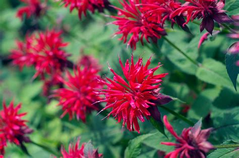 Gros plan sur une fleur de monarde écarlate attirant un papillon