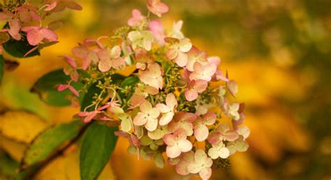 Détail d'une fleur d'hortensia en fin de saison