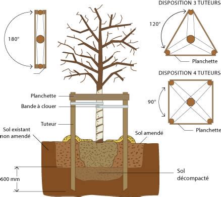 Schéma illustrant les différentes méthodes de tuteurage : piquet unique, bipode et tripode pour arbres