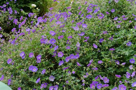 Géranium Rozanne en pleine floraison