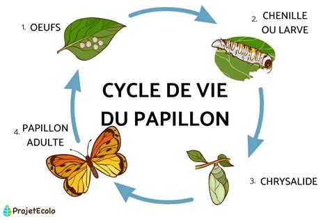 Schéma illustrant le cycle de vie d'un papillon nocturne : de l'œuf à l'adulte en passant par le stade larvaire