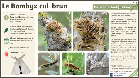 Photographie comparative des chenilles : Bombyx cul-brun vs Laineuse du cerisier