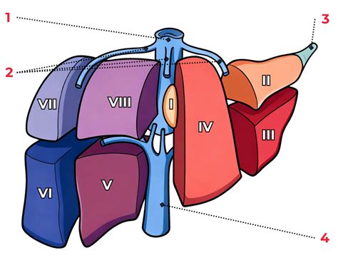 Détail morphologique d'un 