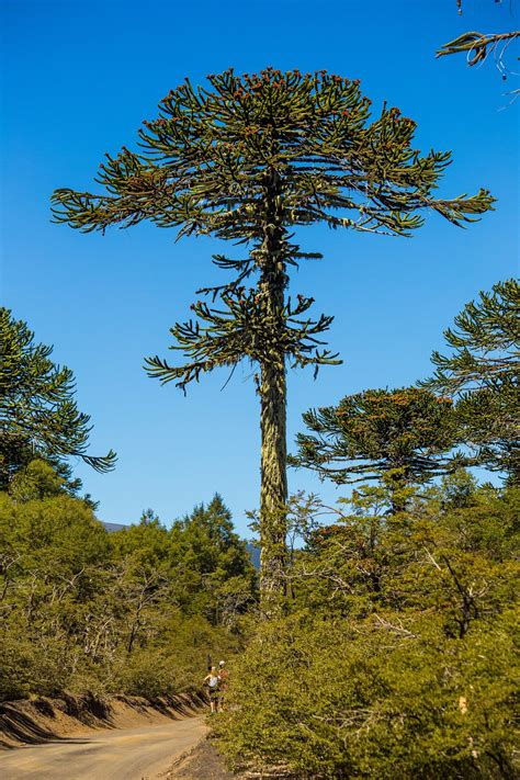 Silhouette majestueuse et port en candélabre de l'Araucaria araucana adulte dans un paysage ouvert
