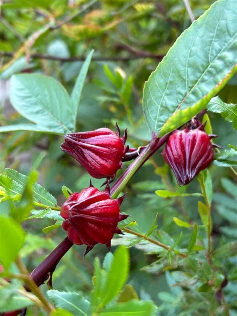 Arbuste d'Hibiscus Sabdariffa en milieu tropical