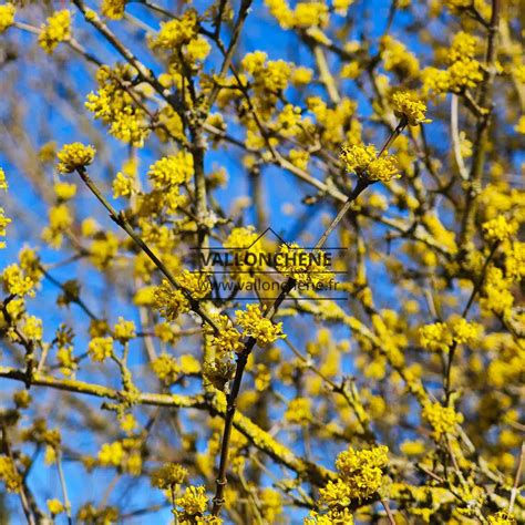 Photo gros plan des fleurs jaunes en ombelles du Cornus mas