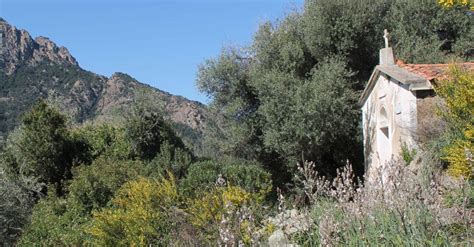 Portrait paysager du maquis corse sous une lumière dorée de fin d'après-midi