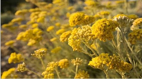 Macro photographie d'une fleur d'Immortelle dans son environnement naturel