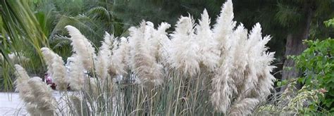 Herbe de la pampa en fleurs dans un jardin paysager