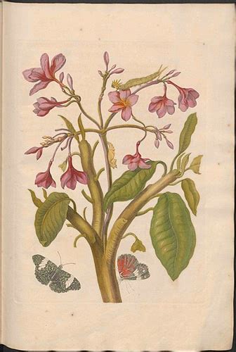 Illustration historique d'un Plumeria par Anna Maria Sibylla Merian
