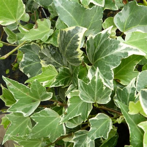 Illustration botanique du lierre commun (Hedera helix) montrant ses feuilles lobées persistantes