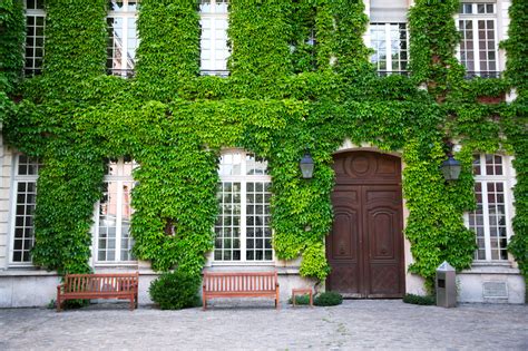 Schéma montrant l'utilisation du lierre comme isolant naturel sur une façade de maison