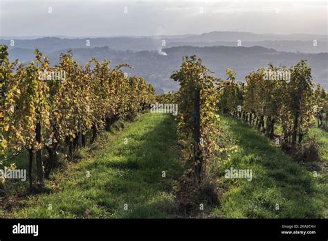 Vignoble en coteaux présentant des zones difficiles d'accès