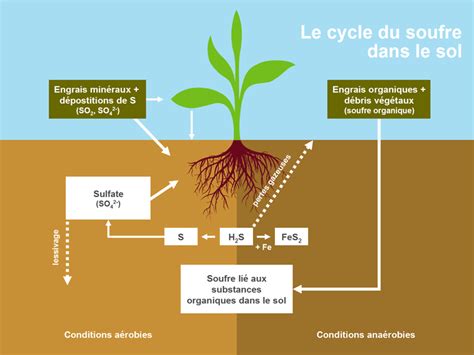 Schéma de la disponibilité du soufre dans le sol pour les plantes