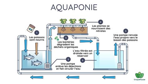 Schéma explicatif du principe de l'aquaponie