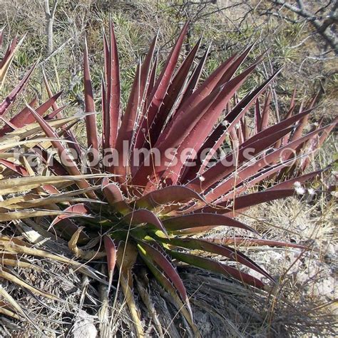 Agave kerchovei Huajapan Red